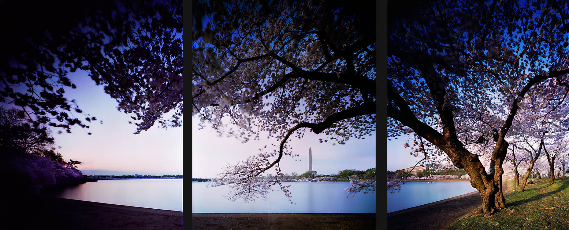 CityofTrees_CherryBlossomFestivalWashingtonDCMonumentTidalBasin_05