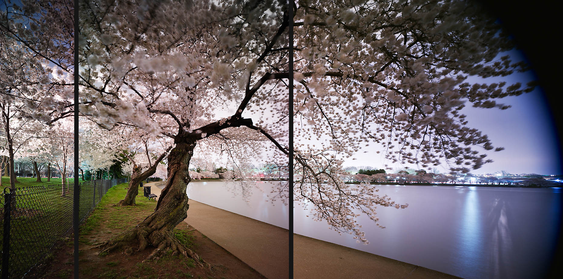 CityofTrees_CherryBlossomFestivalWashingtonDCTidalBasin_01