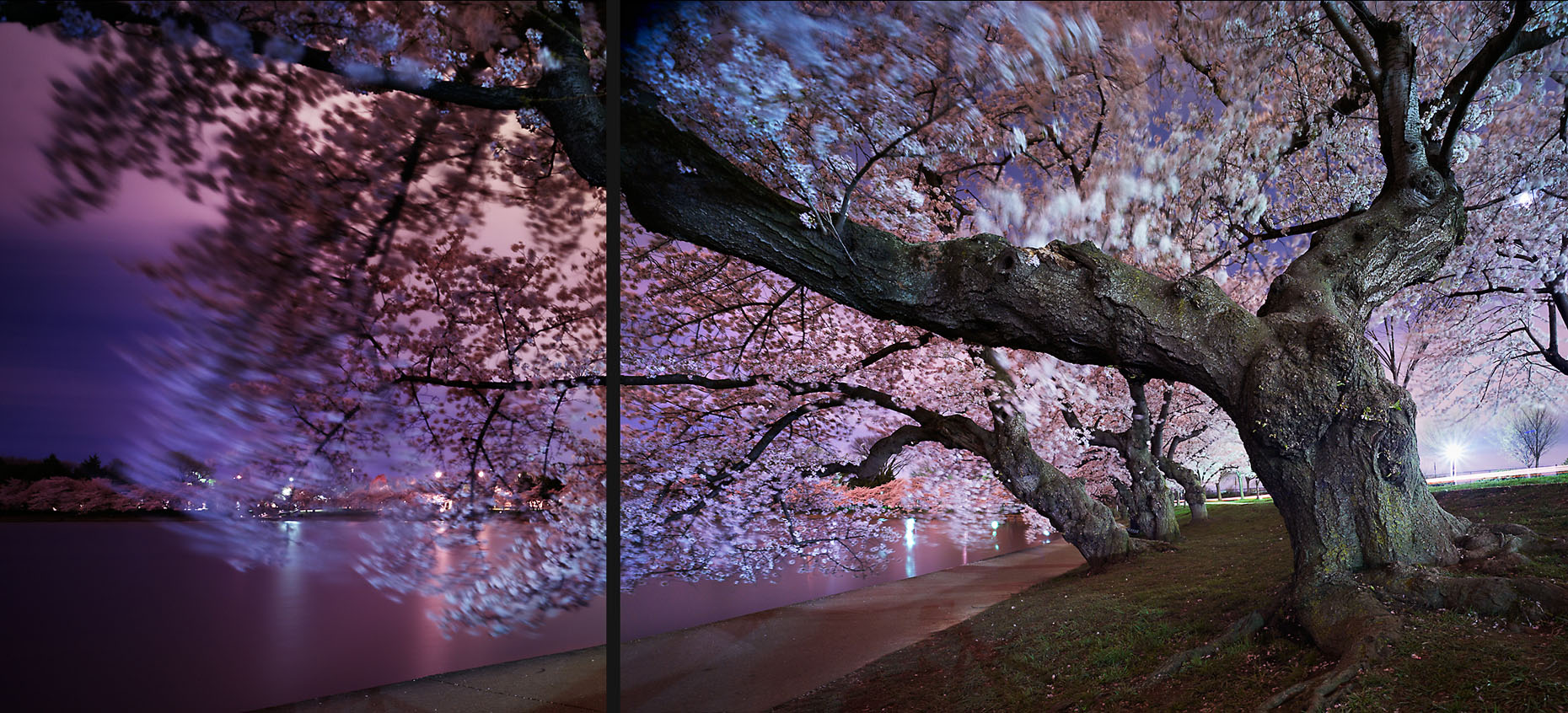 CityofTrees_CherryBlossomFestivalWashingtonDCTidalBasin_02